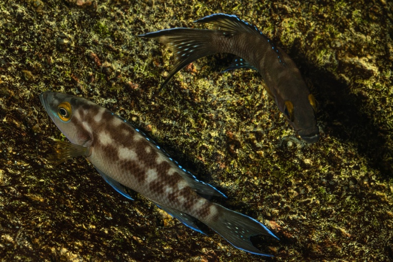 Neolamprologus buescheri 'Kasanga'